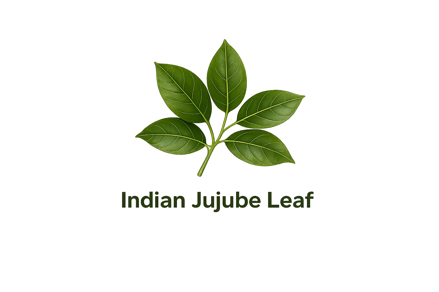 Daun Bidara